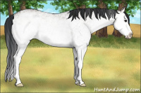 Horse Color:White Spotted Grullo Onyx Splash 