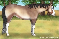 Horse Color:Bay Roan Onyx Splash 