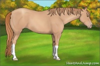 Horse Color:Gold Champagne 