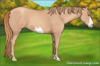 Horse Color:Gold Champagne Frame 