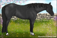 Horse Color:Gray Blue Roan 