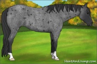Horse Color:Blue Roan 