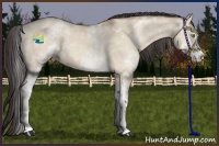 Horse Color:White Spotted Amber Champagne Dun