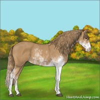 Horse Color:Chestnut Sabino