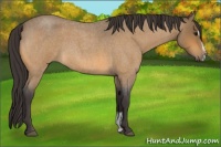 Horse Color:Buckskin Roan Sabino 