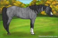 Horse Color:Blue Roan 