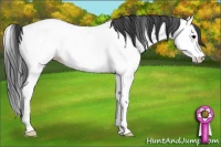 Horse Color:Blue Roan Splash Appaloosa 