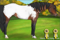 Horse Color:Bay Roan Snowcap Rabicano 