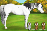 Horse Color:Bay Roan Splash Appaloosa Rabicano 