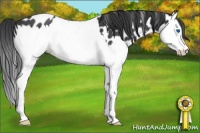 Horse Color:Blue Roan Splash Leopard 