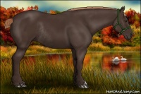 Horse Color:Liver Chestnut Rabicano