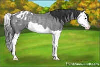Horse Color:Blue Roan Splash Appaloosa Rabicano
