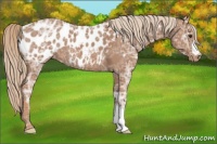 Horse Color:Chestnut Ice Near Leopard 