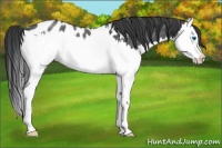 Horse Color:Blue Roan Splash Appaloosa 