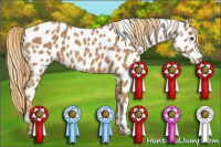 Horse Color:Chestnut Appaloosa 