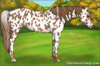 Horse Color:Chestnut Appaloosa 