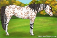 Horse Color:Bay Roan Appaloosa 