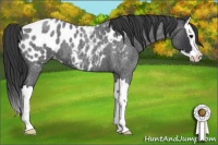 Horse Color:Blue Roan Splash Appaloosa 