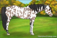 Horse Color:Bay Roan Appaloosa Rabicano 