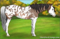 Horse Color:Bay Roan Splash Near Leopard Rabicano 