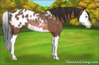 Horse Color:Bay Roan Splash Appaloosa Rabicano 