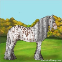 Horse Color:Bay Appaloosa  and Silver Bay Appaloosa 