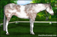 Horse Color:White Spotted Brown Roan Frame 