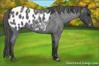 Horse Color:Blue Roan Appaloosa 