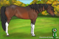 Horse Color:Bay Tobiano 