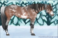 Horse Color:White Spotted Brown Roan Frame 