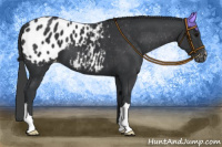 Horse Color:Black Appaloosa 