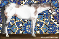 Horse Color:White Spotted Brown Roan Frame 