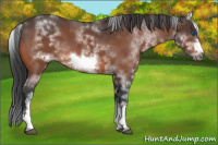 Horse Color:White Spotted Bay Roan Frame 