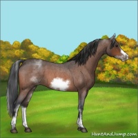 Horse Color:White Spotted Bay Roan Frame 