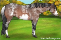 Horse Color:White Spotted Bay Roan Frame 
