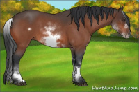 Horse Color:White Spotted Bay Roan Frame 