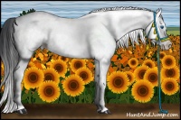 Horse Color:White Spotted Black Splash Appaloosa 
