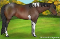 Horse Color:Brown Tobiano