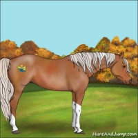 Horse Color:Silver Bay Tobiano 