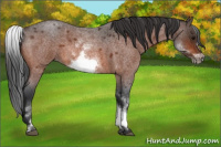 Horse Color:White Spotted Bay Roan Frame 
