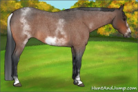 Horse Color:White Spotted Bay Roan Frame 