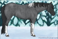 Horse Color:Blue Roan Tobiano 