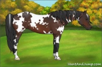 Horse Color:White Spotted Brown 