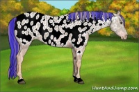 Horse Color:Painted Chocolate Palomino Ice Appaloosa