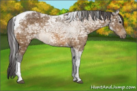 Horse Color:Buckskin Ice Tobiano 
