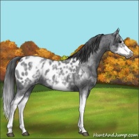 Horse Color:White Spotted Blue Roan Splash Frame Appaloosa 