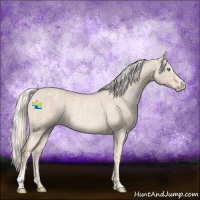 Horse Color:Cremello Sabino  and Cremello Roan Sabino 
