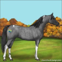 Horse Color:Blue Roan Tobiano 