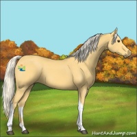 Horse Color:Palomino Tobiano 