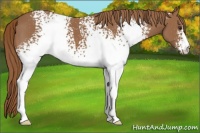 Horse Color:White Spotted Chestnut 